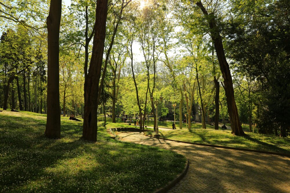 古爾哈內公園(Gülhane Park)寧靜的景色,鬱鬱蔥蔥的綠色植物,透過樹木吸引春天的陽光。