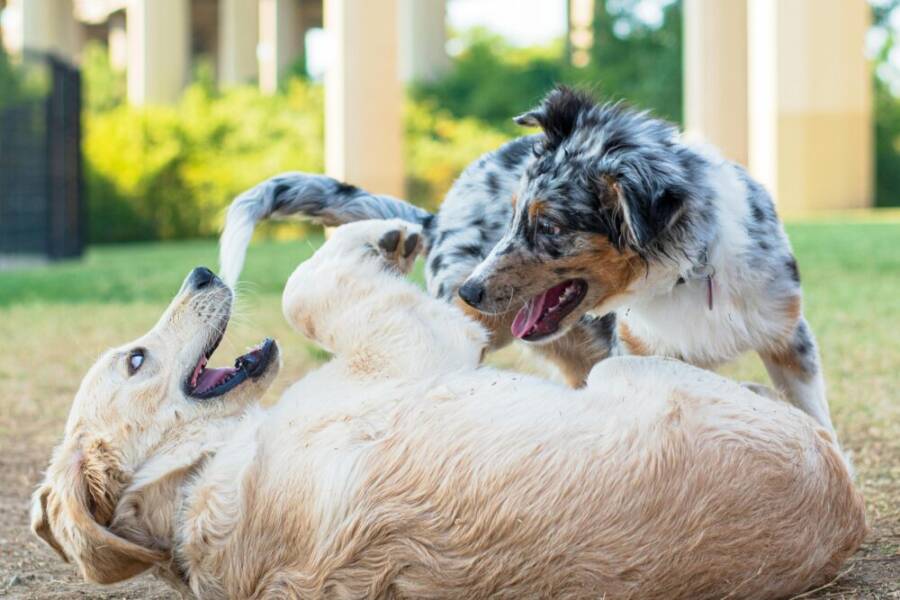 Golden Retriever and Australian Shepherd playing in a park, Dallas outdoor scene.