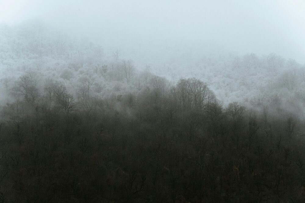 Serene foggy forest view with misty mountains and dense trees