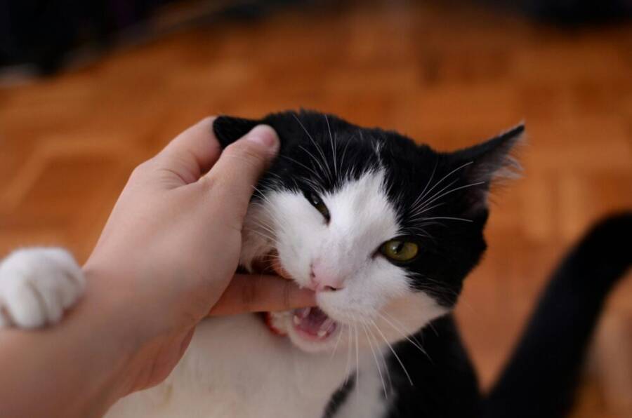 Close-up of a black and white kitten playfully biting a person