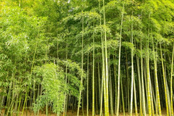 Vibrant bamboo forest in Hangzhou, China, showcasing lush and dense greenery.