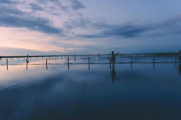 外埔忘憂谷黃金田野