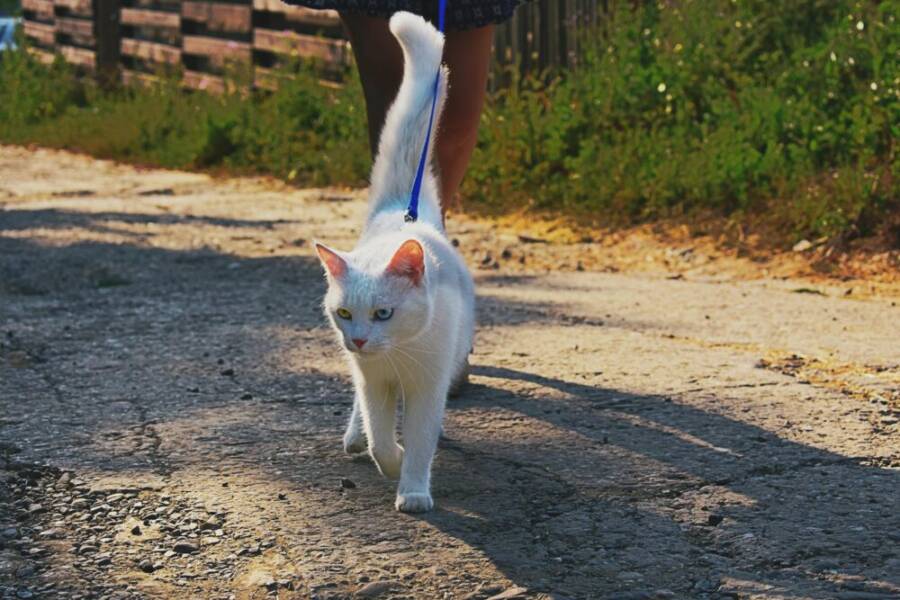 image of a cat exploring a collar with a person nearby