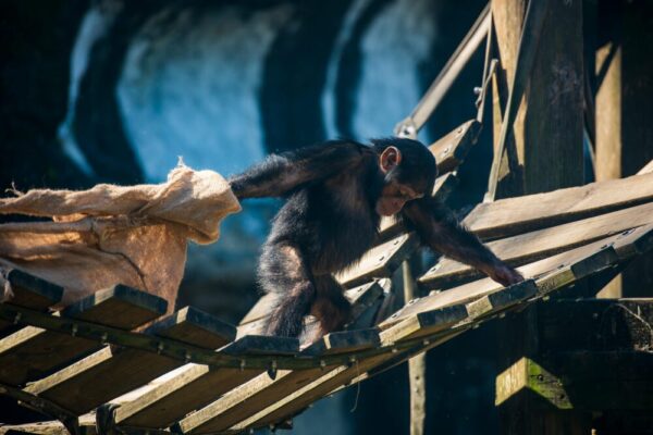 年輕黑猩猩在台北動物園木橋上探索