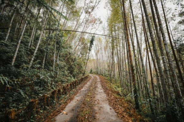 Explore a tranquil bamboo forest pathway in Taiwan during fall