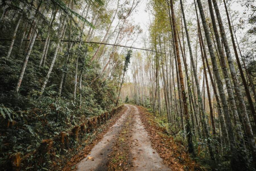 南投溪頭妖怪村與竹林景點一日遊路線安排