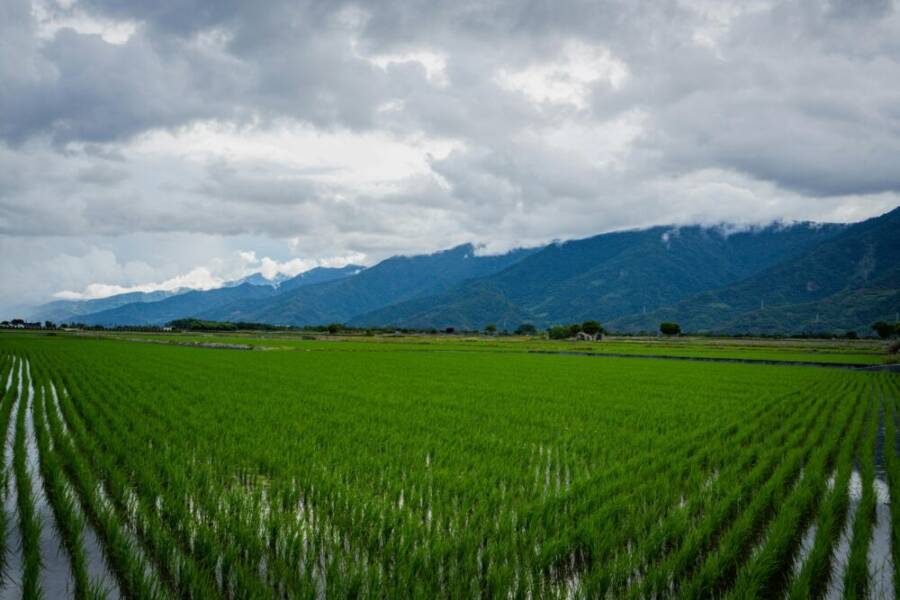 Lush green rice paddies with a mountainous backdrop in Taitung, Taiwan.