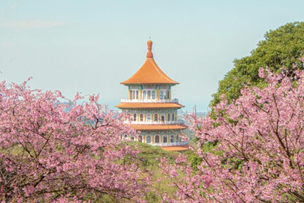 Scenic view of a pagoda surrounded by cherry blossoms in Taipei, Taiwan.