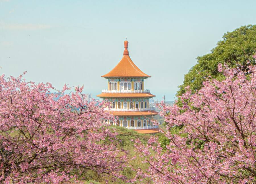Scenic view of a pagoda surrounded by cherry blossoms in Taipei, Taiwan.