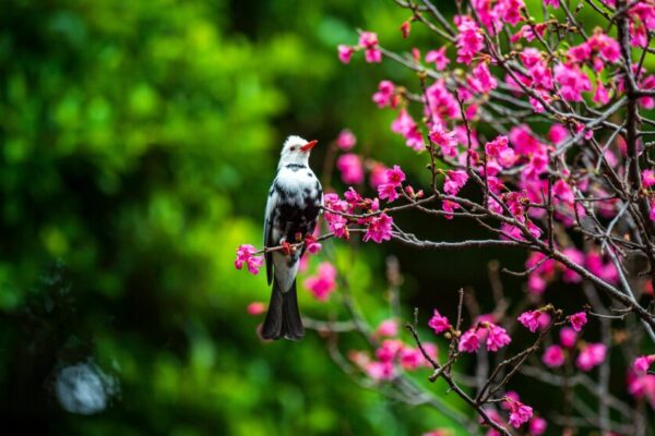 影像：櫻花叢林與樹蔭小徑