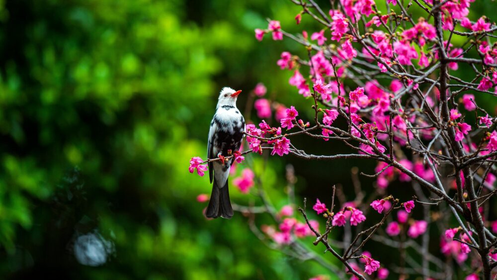 影像:櫻花叢林與樹蔭小徑