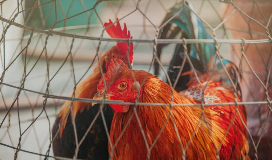 Vibrant rooster in wire cage on a farm, showcasing domestic poultry life