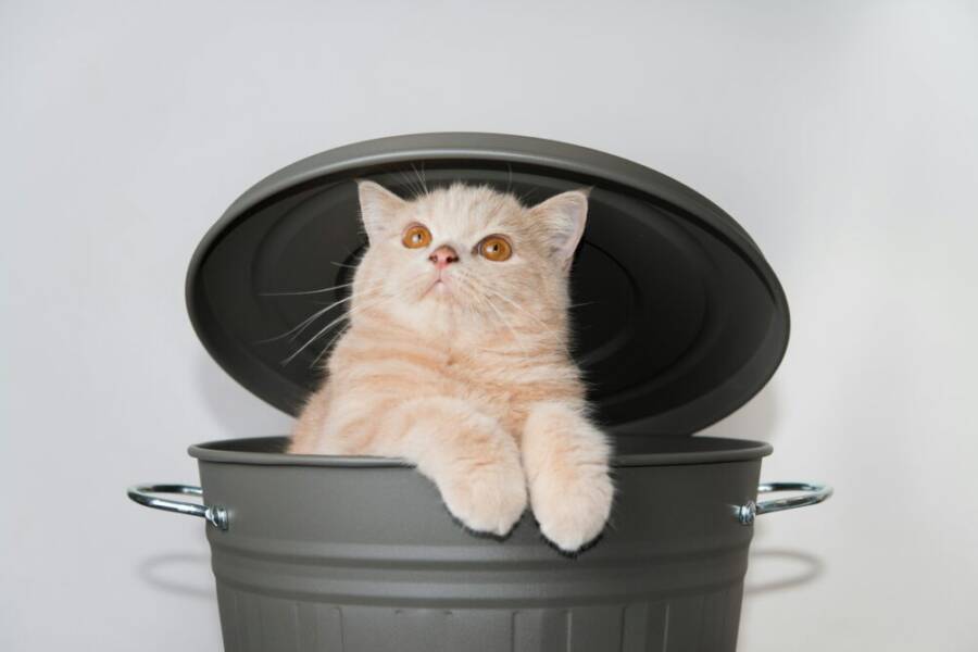 A curious Scottish Fold kitten peeks out from a trash can