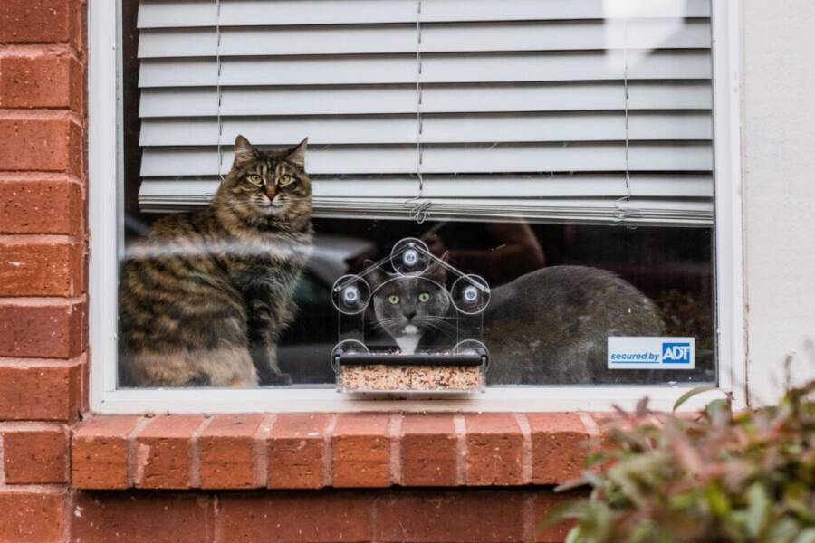 Two cats sitting by a window watching birds on a feeder, behind a brick facade