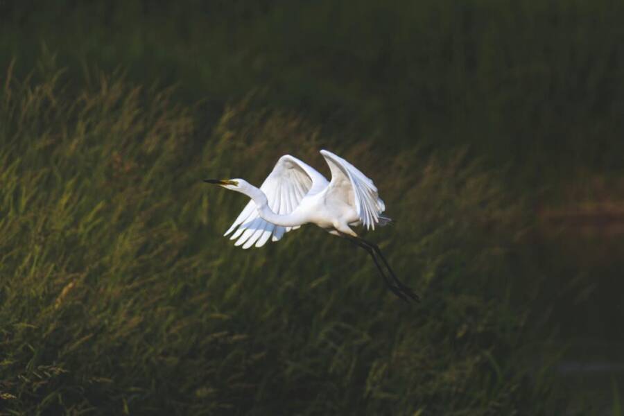 A majestic great egret flying gracefully over lush green grasses in a natural wetland setting.