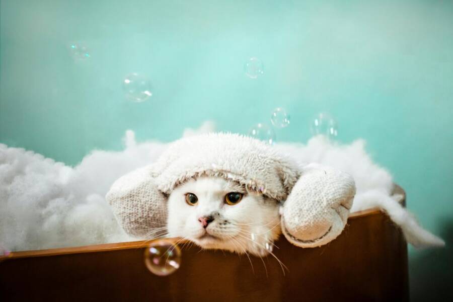 A white cat wrapped in a towel relaxes in a bubble bath with visible bubbles creating a cute spa moment.