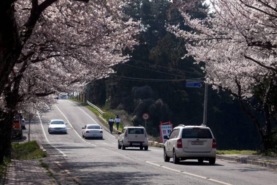Cars driving along a cherry blossom-lined street in a serene rural spring setting.