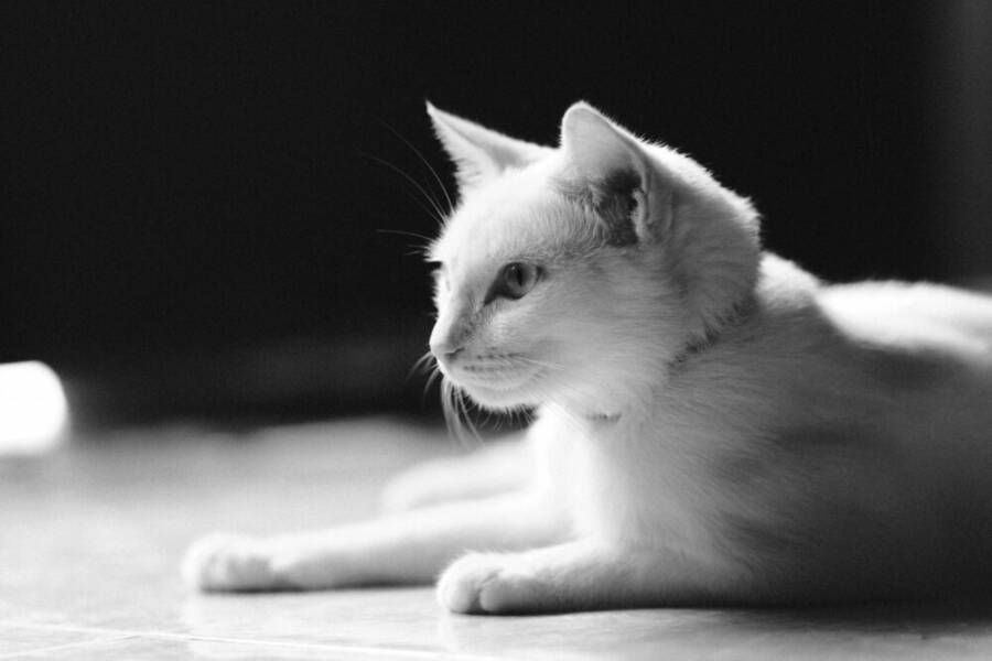 image of a calm cat lounging