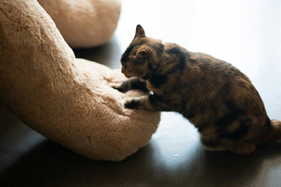 Tabby cat kneading a plush toy indoors, showcasing playful and endearing behavior.