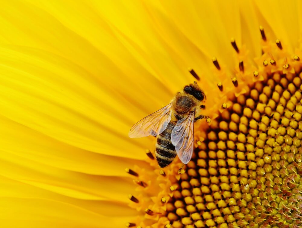 Macro image of a honeybee pollinating a bright yellow sunflower bloom