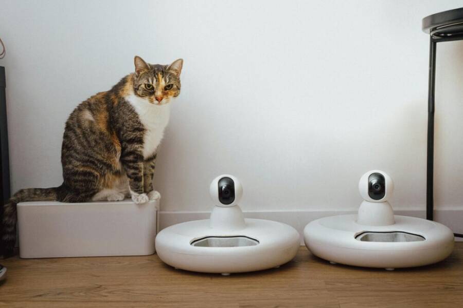 A domestic cat sits near smart home security cameras in a modern indoor setting