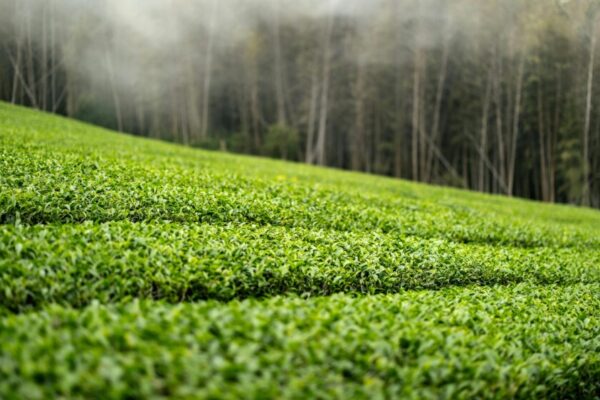 Serene view of a lush tea plantation in Taiwan under a misty ambiance, perfect for nature lovers.