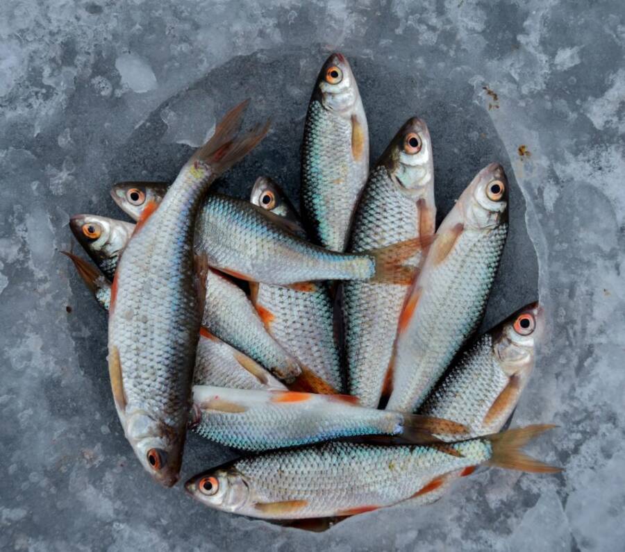 image of fresh fish for pet meals