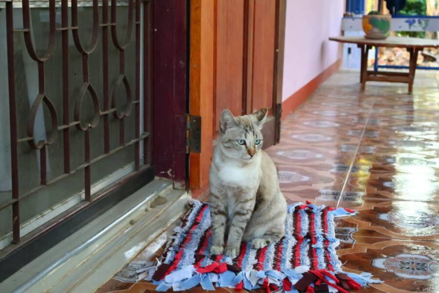A serene domestic cat sitting on a colorful rug next to a gated door in a cozy home setting.