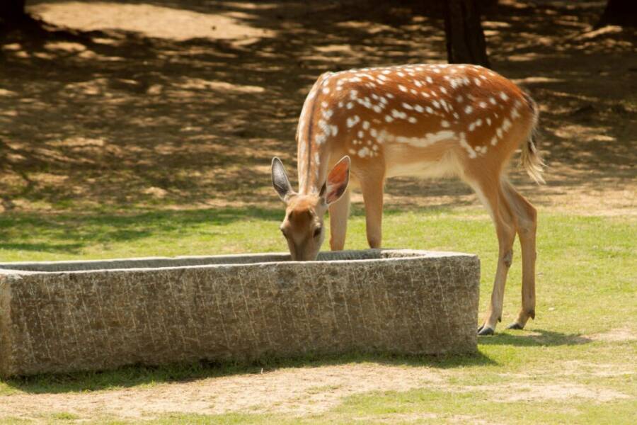 A sika deer sipping water from a stone trough in a sunlit forest clearing