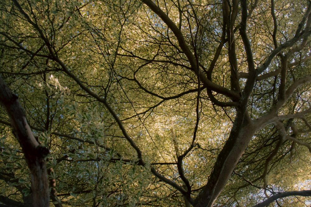 Explore the tranquil beauty of sunlight filtering through a lush tree canopy in Tainan, Taiwan.
