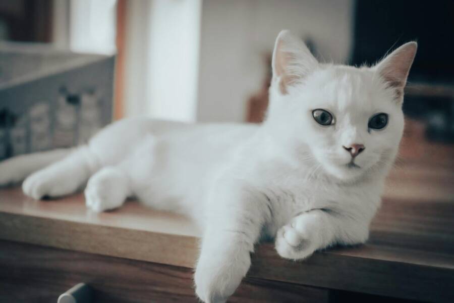 Elegant white cat lounging on a wooden table with soft lighting indoors.