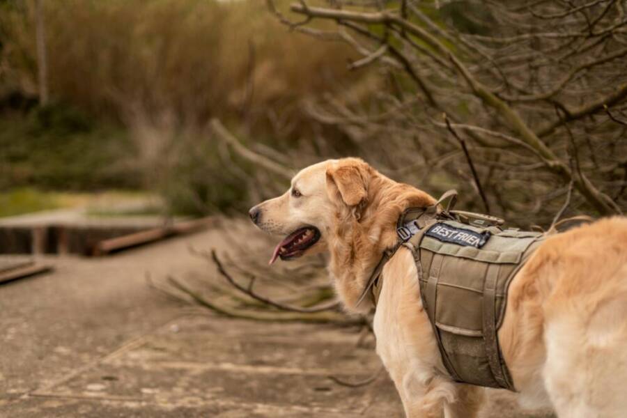 Golden retriever exploring outdoor area