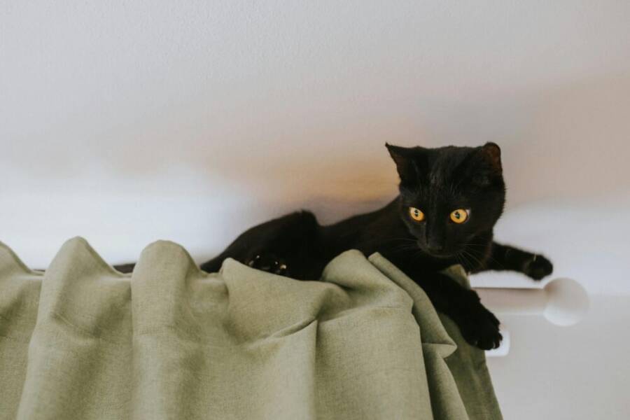 Playful black cat climbing green curtains indoors, displaying curious eyes and alert pose