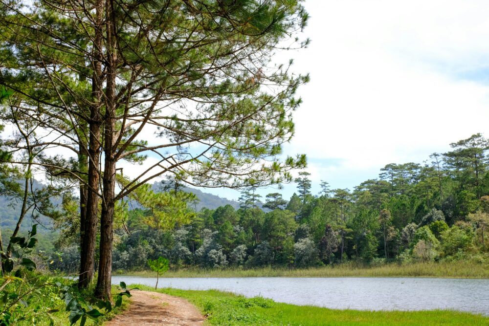 Sunlit forest path beside a tranquil lake surrounded by lush greenery.