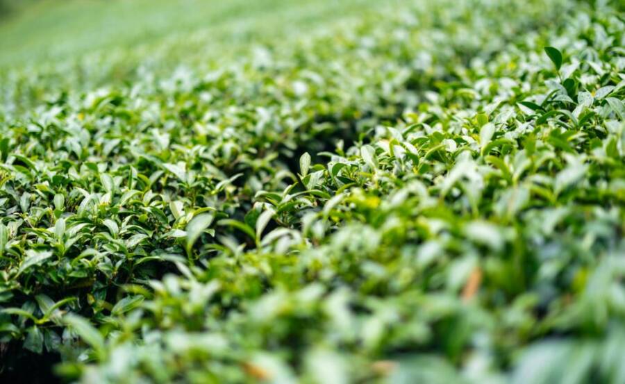 A panoramic view of a vibrant green tea plantation in Taiwan, showcasing lush rows of tea plants.