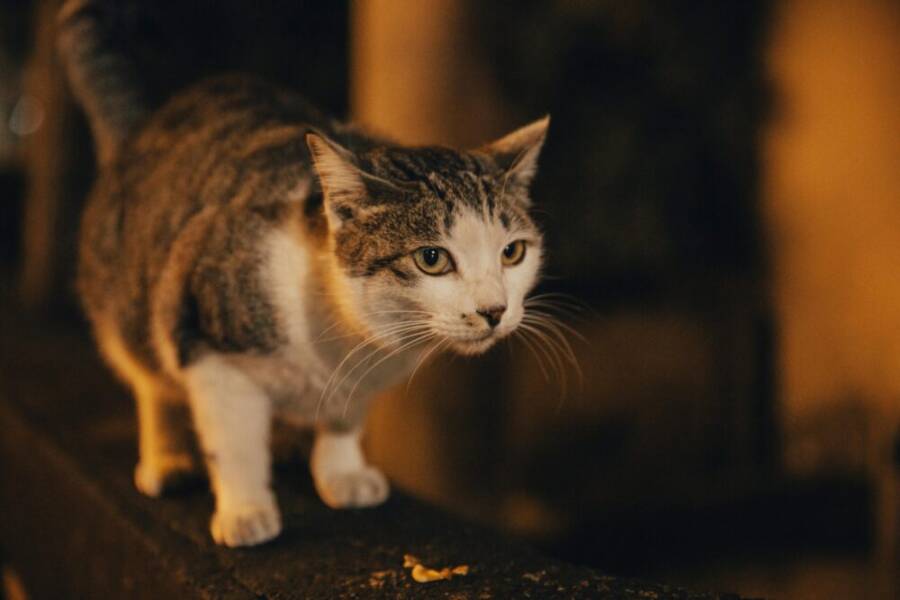 A curious tabby cat exploring a dimly lit street in Taiwan during the night