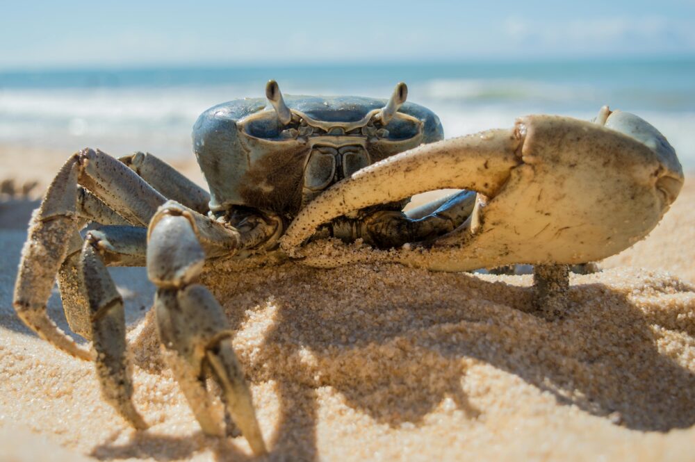 Detailed photo of a crab on the sandy shore of Porto Seguro, Brazil.