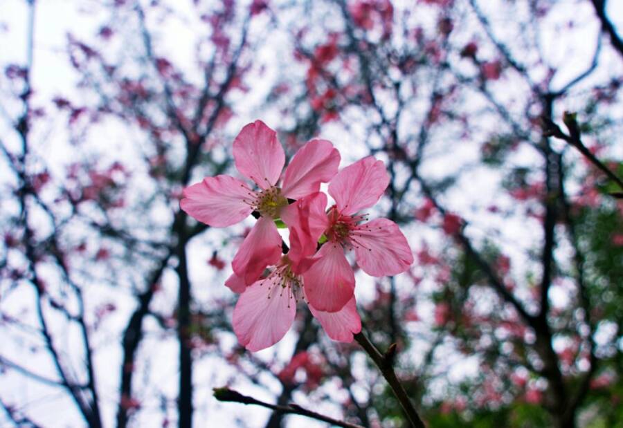 新北賞櫻景點與交通全攻略：花季時間、熱門路線與實用行程建議