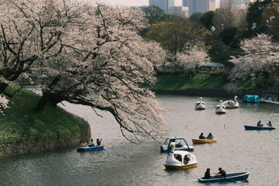 People enjoying blossoms near a river in a park