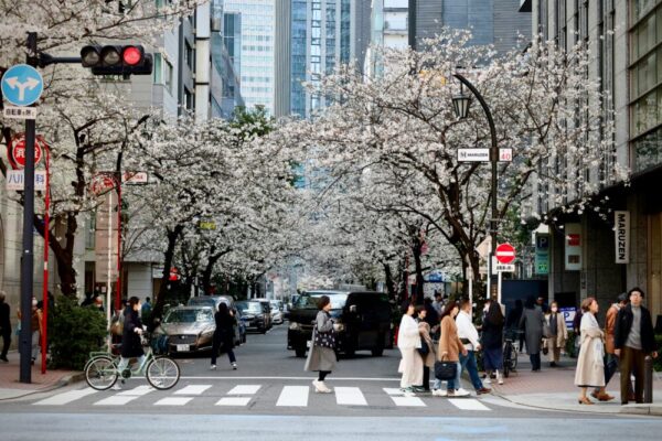 Street scene in Shinjuku City, Tokyo, Japan, with cherry blossoms in full bloom and people crossing the street.