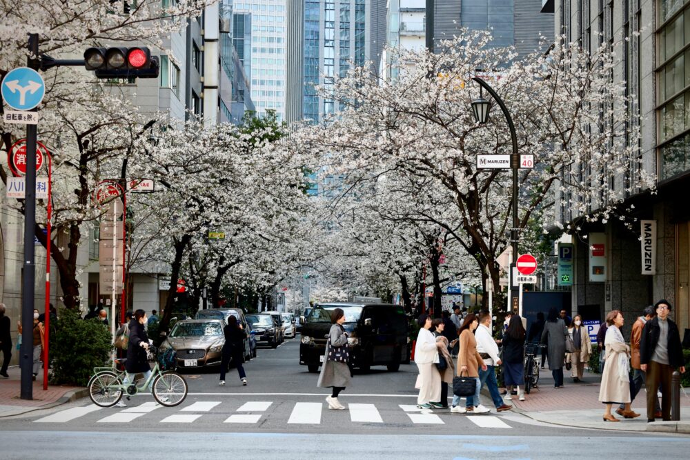 Street scene in Shinjuku City, Tokyo, Japan, with cherry blossoms in full bloom and people crossing the street.