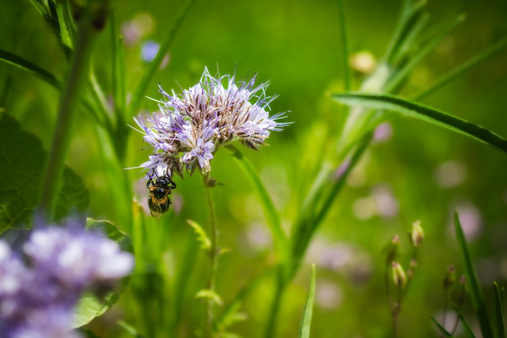 昆蟲與陰影的對照影像