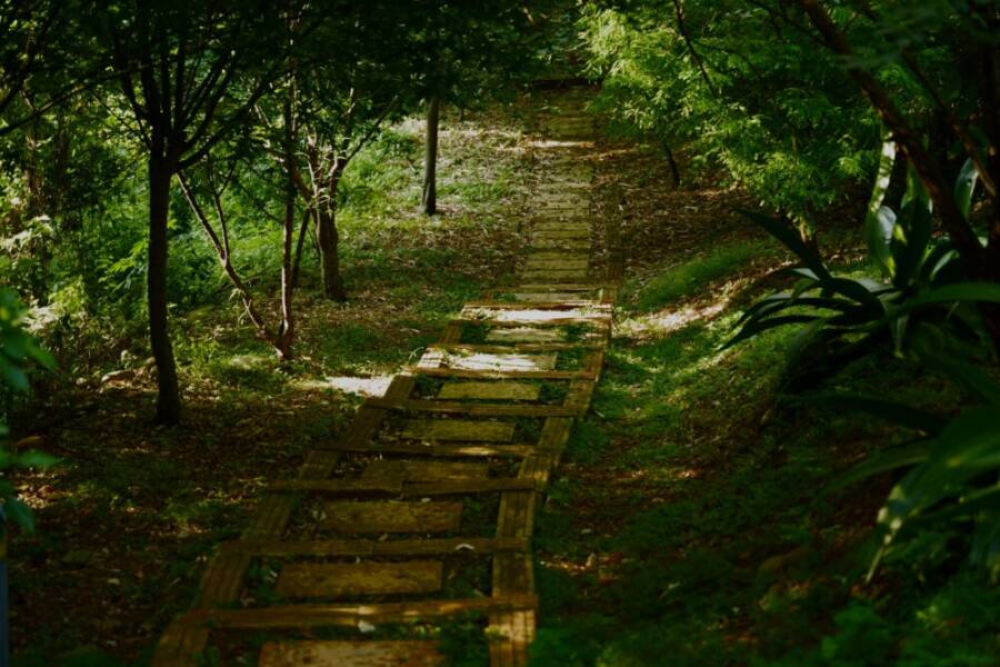Tranquil wooden path meandering through lush green forest in Hsinchu County, Taiwan.