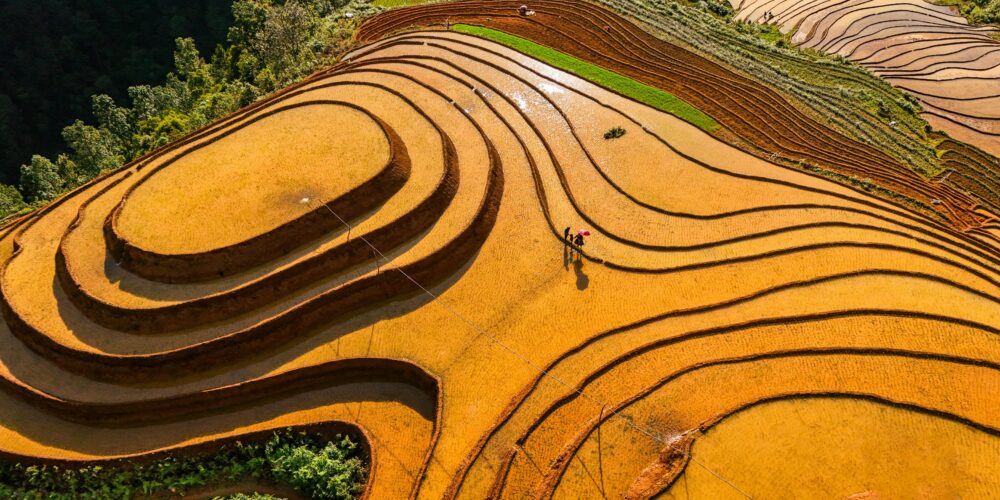 秋日光影中的落羽松與稻田