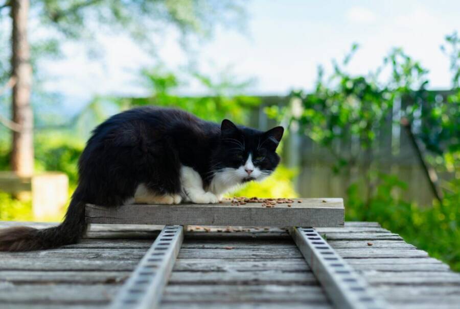A black and white cat sitting on a wooden platform outdoors in Nagano, Japan.