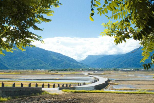 稻田與山脈的和諧畫面