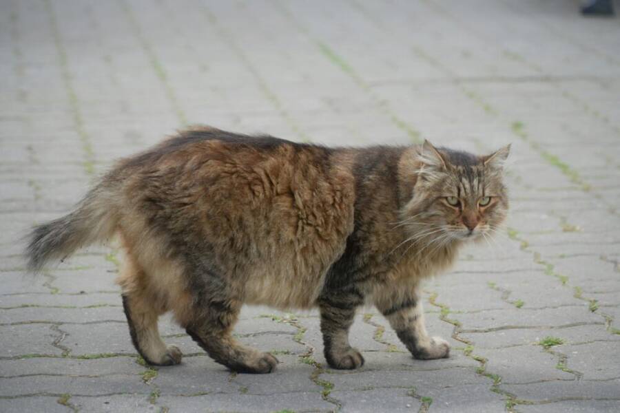 A fluffy Maine Coon cat with brown fur
