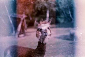 輕微顆粒與暖色調的菲林感示意