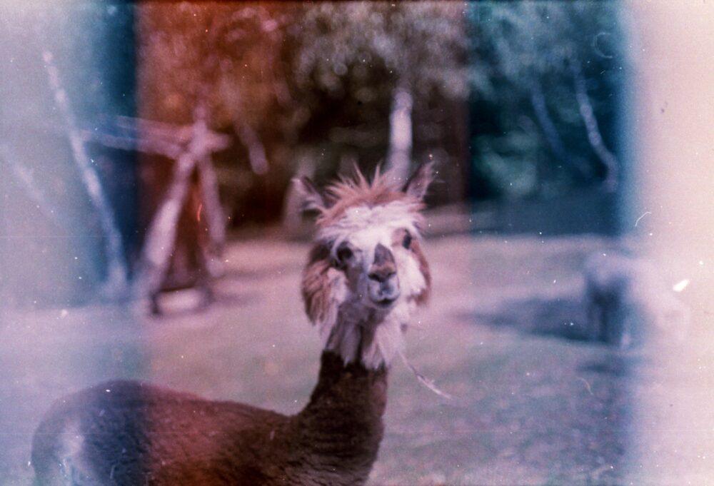 輕微顆粒與暖色調的菲林感示意