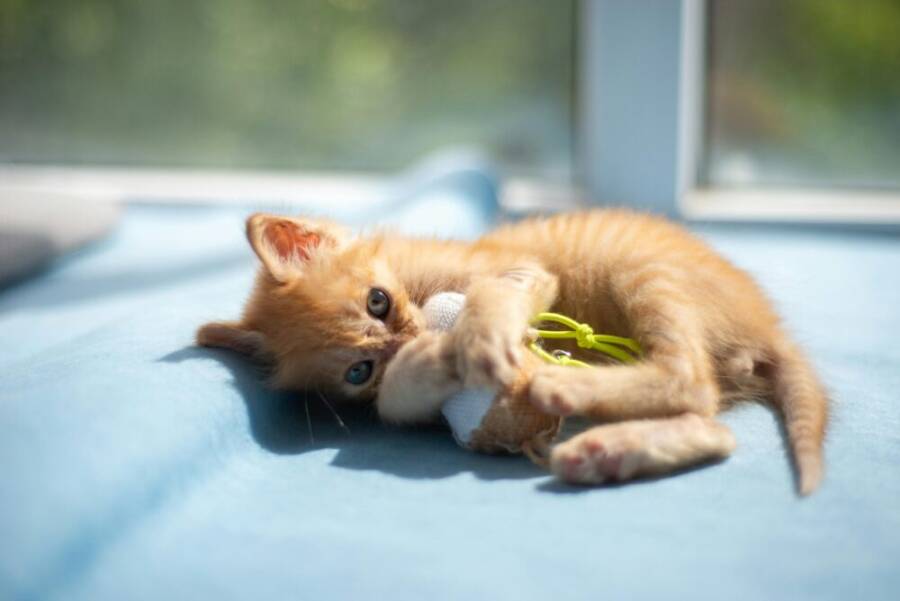 Cute orange kitten playing with a toy on a sunny day indoors.